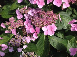 Hanging out with the hydrangeas